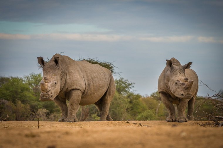 051 Tshukudu Private Game Reserve, neushoorns.jpg